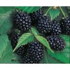 Саженец ежемалины Бойсенберри (Boysenberry): фото и описание