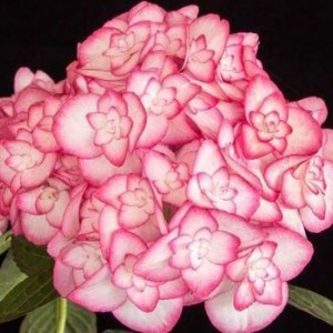 Гортензия Мисс Саори (Miss Saori) (крупнолистная)