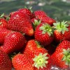 Саженец ремонтантной клубники Альбион (Ранняя): фото и описание