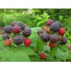 Саженец малины Кумберленд (Kumberlend) (Черная) : фото и описание