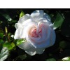 Саженец парковой розы Аспирин Розе (Aspirin Rose): фото и описание