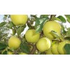 Саженец яблони Голден Делишес (Golden Delicious): фото и описание