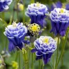 Саженец аквилегии Винки Дабл Блю энд Уайт (Winky Double Blue White): фото и описание