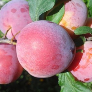 Алыча Дынная (Средняя/Красная)