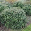 Саженец барбариса Фрикарта (Frikartii): фото и описание