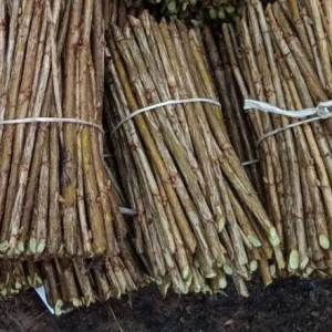 Черенки Белой смородины