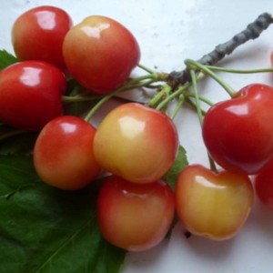Черешня Краса Кубани