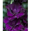 Луковица гладиолуса Блэк Вельвет (Black Velvet): фото и описание