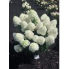 Саженец гортензии метельчатой Саммер Сноу (Summer Snow​): фото и описание
