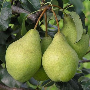Груша Орловская летняя