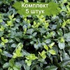 Саженцы бересклета Колоратус (Coloratus) - 5 шт.: фото и описание