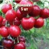 Саженцы Черешни Аннушка - 5 шт.: фото и описание