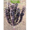 Саженцы дерена красного Компресса (Compressa) - 5 шт.: фото и описание