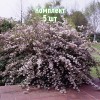 Саженцы Дейции розовой Монт Роуз (Mont Rose) - 5 шт.: фото и описание