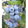 Саженцы голубики Свитхарт (Sweetheart) - 5 шт.: фото и описание