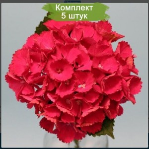 Комплект 5шт / Гортензия Баллада (Ballade) (крупнолистная)