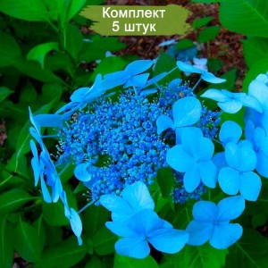 Комплект 5шт / Гортензия Блю Бёрд (Blue Bird) (крупнолистная)