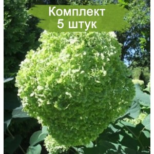 Комплект 5шт / Гортензия Лайм Рики (Lime Rickey) (древовидная)