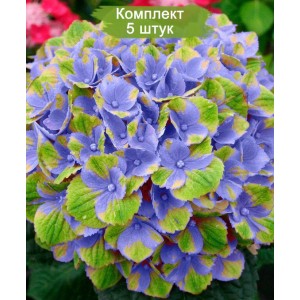 Комплект 5шт / Гортензия Мэджикал Аметист Блю (Magical Amethyst blue) (крупнолистная)