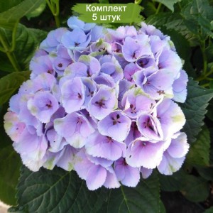 Комплект 5шт / Гортензия Мэджикал Опал (Magical Opal) (крупнолистная)