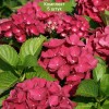 Саженцы гортензии крупнолистной Мэджикал Рубиред (Magical Rubyred) - 5 шт.: фото и описание