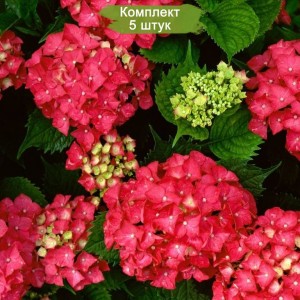 Комплект 5шт / Гортензия Ред Энджел (Red Angel) (крупнолистная)