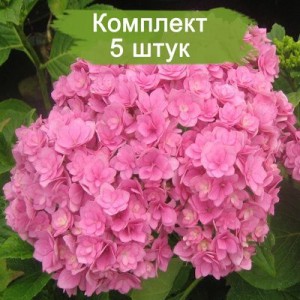 Комплект 5шт / Гортензия Романс Пинк (Romance Pink) (крупнолистная)