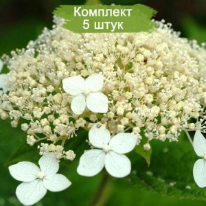 Комплект 5шт / Гортензия Уайт Доум (White Dome) / Белый купол (древовидная)
