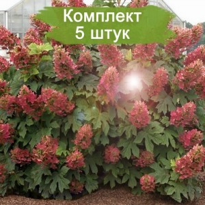 Комплект 5шт / Гортензия Вимс Ред (Wim's Red) (метельчатая)