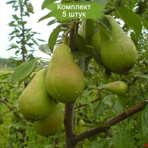 Комплект 5шт / Груша Виктория