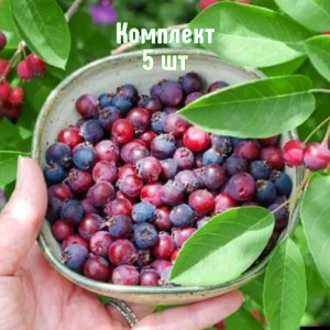 Комплект 5шт / Ирга Бриллиант