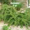 Саженцы Кизильника горизонтального Робуста (Robusta) - 5 шт.: фото и описание