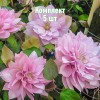 Саженцы Клематиса Виолет Элизабет (Violet Elizabeth) - 5 шт.: фото и описание