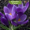 Луковицы крокуса крупноцветкового Гранд Мэтр (Grand Maitre) - 5 шт.: фото и описание