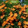 Саженцы лапчатки кустарниковой (Курильского чая) Танжерин (Tangerine) - 5 шт.: фото и описание