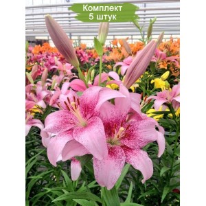 Комплект 5шт / Лилия Пинк Браш (PINK BRUSH)