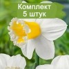 Луковицы нарцисса Шуга Диппед (Sugar Dipped) - 5 шт.: фото и описание