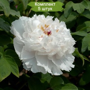 Комплект 5шт / Пион древовидный Фрэгрант Джейд (Fragrant Jade)