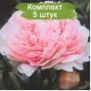 Саженцы пиона Мис Ливингстоун Фаранд (Miss Livingston Farand) - 5 шт.: фото и описание