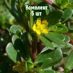 Комплект 5шт / Портулак огородный Кузьминский Семко