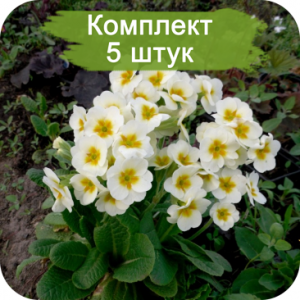Комплект 5шт / Примула Альба (Alba)