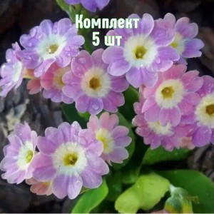 Комплект 5шт / Примула Бартл