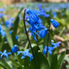 Комплект 5шт / Пролеска сибирская (Scilla siberica): фото и описание