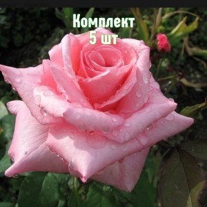 Комплект 5шт / Роза Эйфелевая башня (чайно-гибридная)
