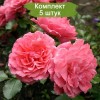 Саженцы плетистой розы Розариум Ютерсен (Rosarium Uetersen) - 5 шт.: фото и описание