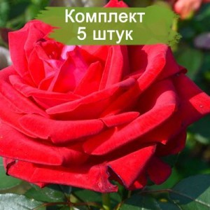 Комплект 5шт / Роза Софи Лорен(чайно-гибридная)