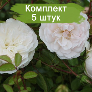 Комплект 5шт / Роза Свани (Swany)