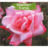Саженцы чайно-гибридной розы Утро Москвы (Utro Moskvy) - 5 шт.: фото и описание