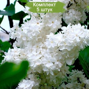 Комплект 5шт / Сеянец Сирень белая Жанна Д`Арк