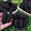 Саженцы шелковицы Черный принц - 5 шт.: фото и описание